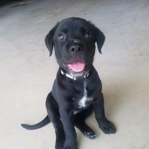 Meet your Posher, Desirae